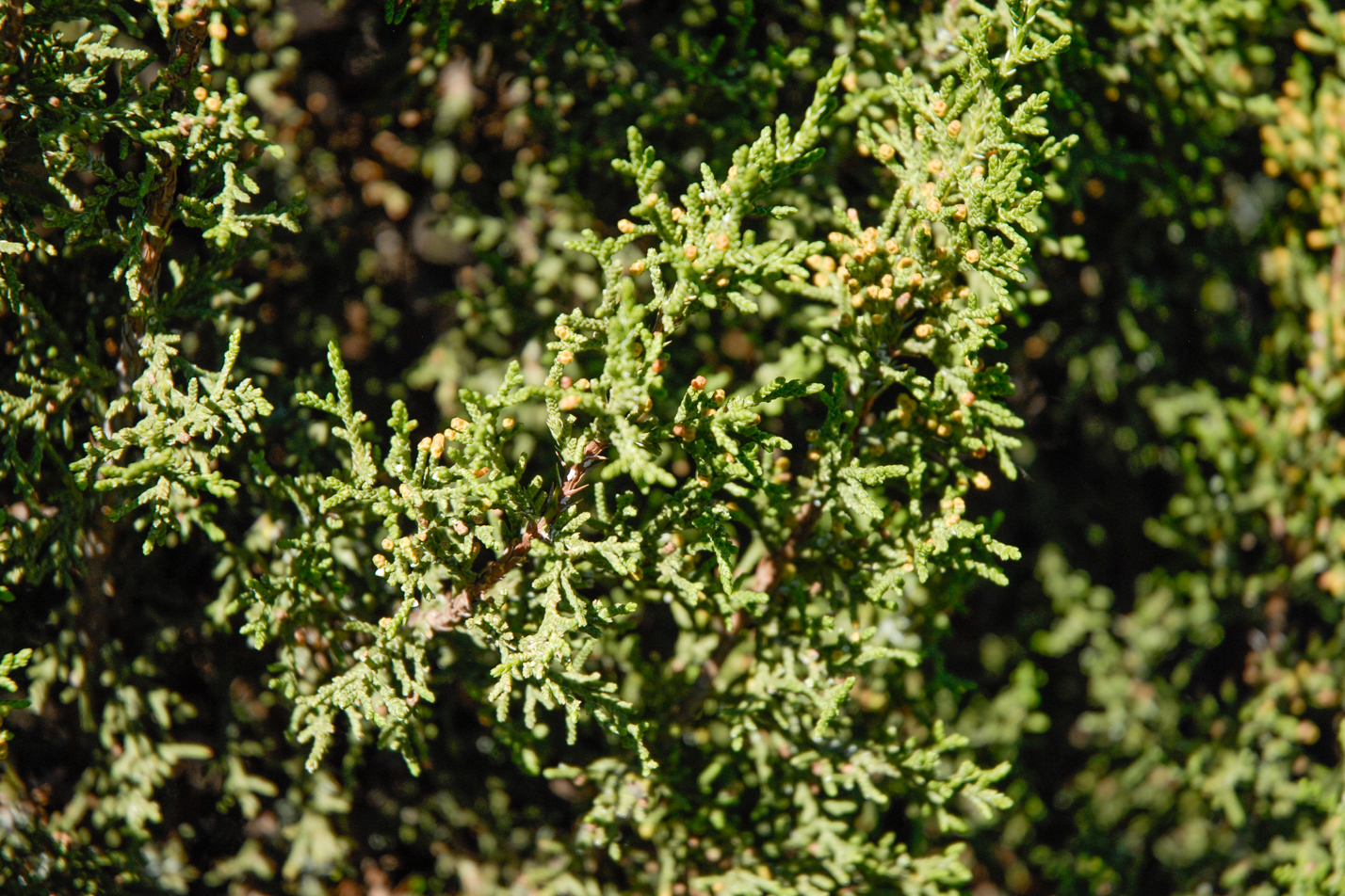 One-seed Juniper